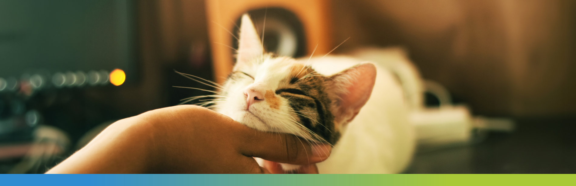 a cat resting it's head on human's hand