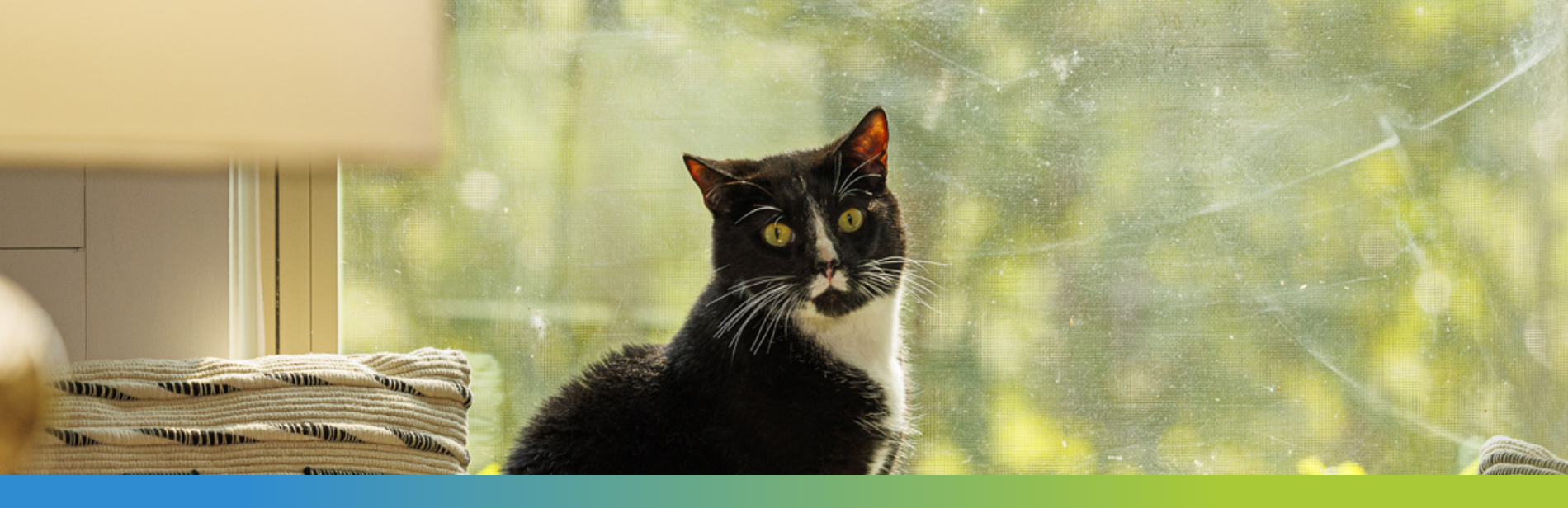 Cat looking out of a window