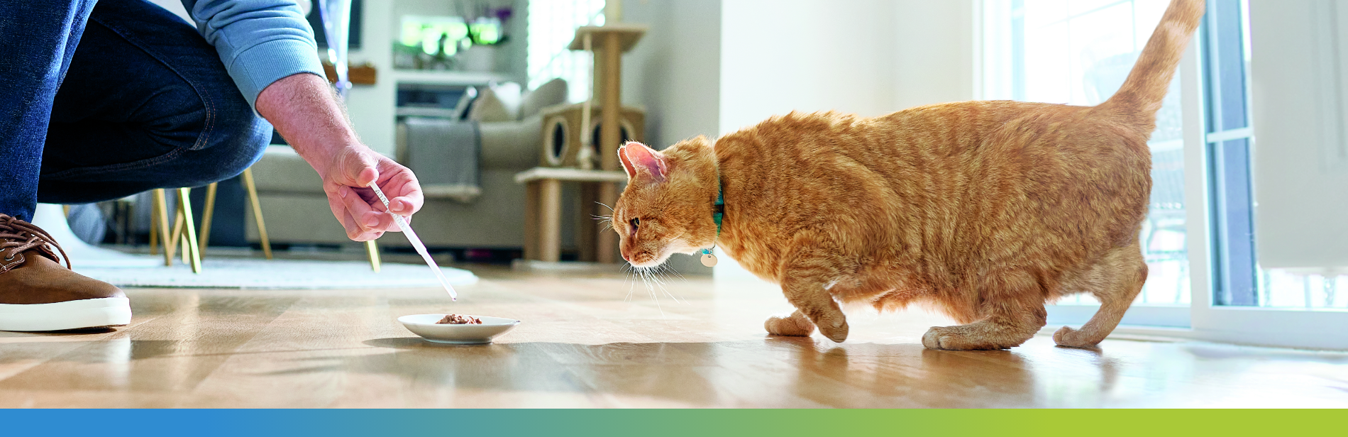 cat preparing to eat food with senvelgo solution added