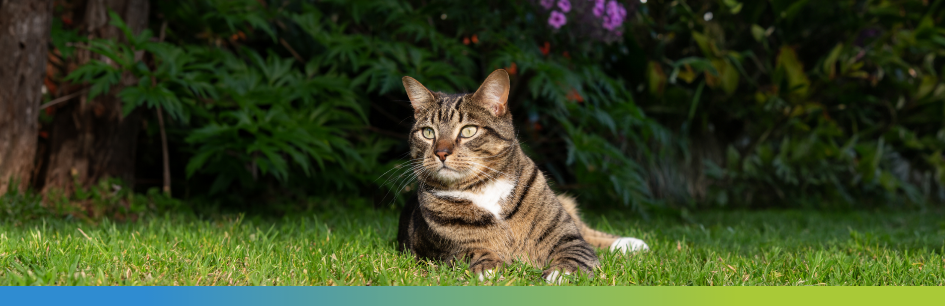 cat lying on the grass in the garden