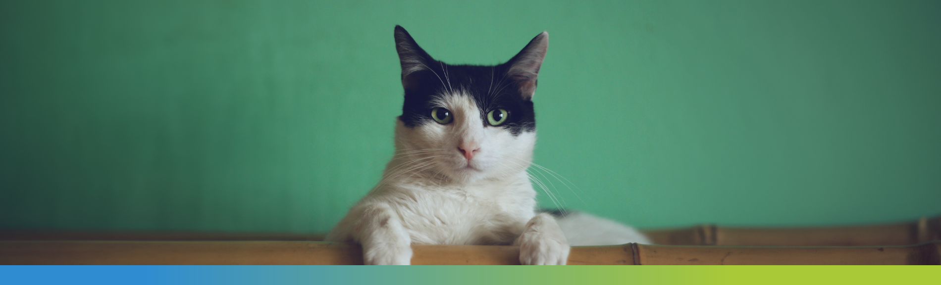 cat perching on a table