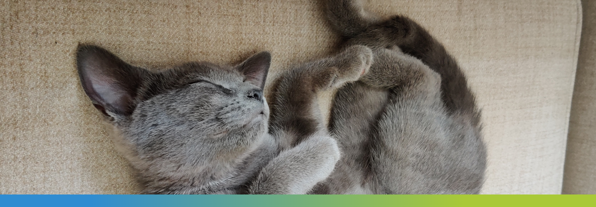 cat sleeping on a sofa