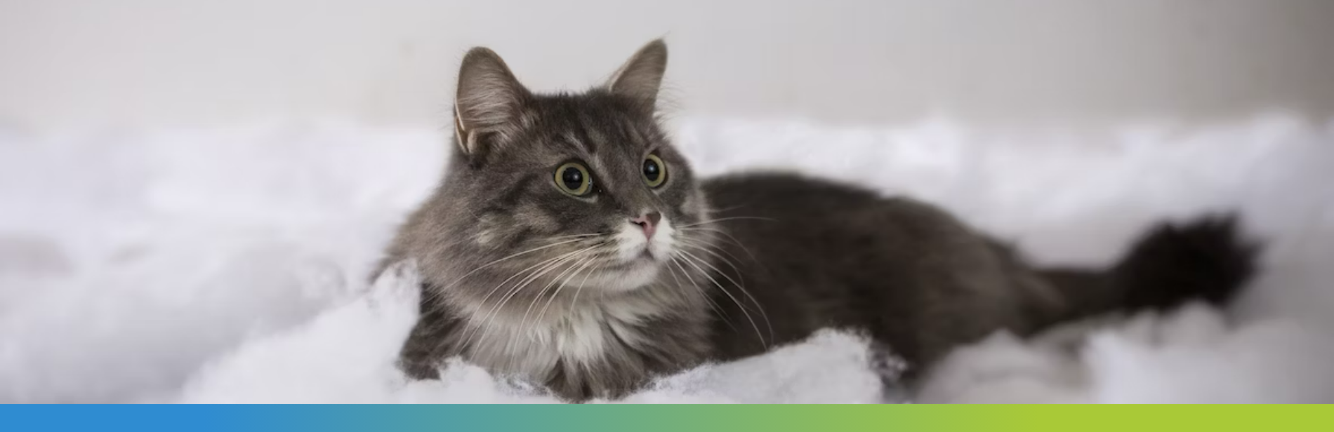 cat lying down on fluffy bed