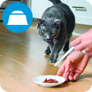 cat looking at a bowl of food, licking it's lips