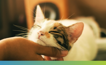 a cat resting it's head on human's hand