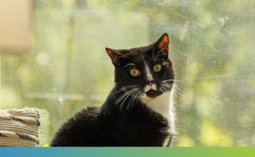 Cat looking out of a window