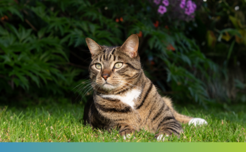 cat lying on the grass in the garden