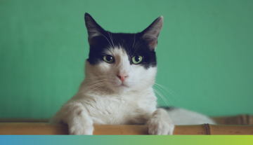 Cat perching on a table