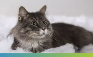 cat lying down on fluffy bed